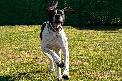 Merhaba Pet Chef Ekibi🙏