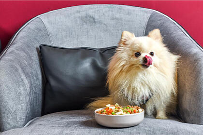 Sevgili PetChef Ekibi ve Tüm Tüylü Köpek Sahiplerine Merhaba.