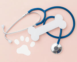 Chef Veteriner Desteği