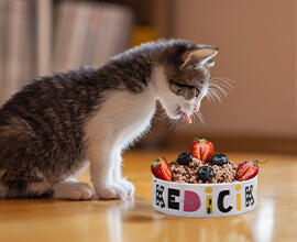 Taze Dondurulmuş Kedi Maması