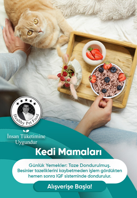 Kedi