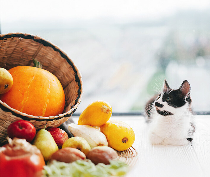 Yavru Kediler İçin Olmazsa Olmaz Besinler
