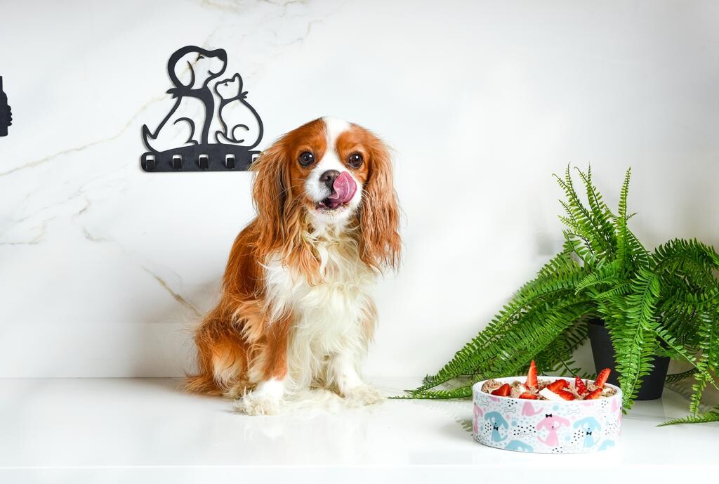 Gıda İntoleransı Ne Demek?