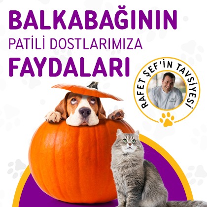 Balkabağı köpekler için iyi mi? Evet! İşte nedeni